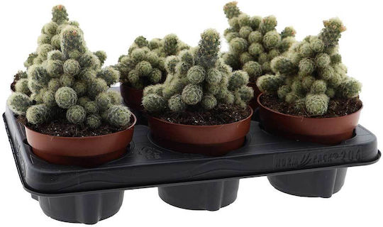Mammillaria Elongata Жълта 12см Mammillaria Elongata Жълта 12см