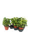 Peperomia 'golden Gate' 12cm