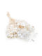 Monthly Dried Lunaria Bleached