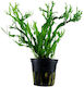 Tropica Microsorum Pteropus 'windelov' 1-2 Grow