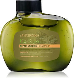 Antipodes Ξηρό Σαμπουάν κατά της Πιτυρίδας 340ml Antipodes Ξηρό Σαμπουάν κατά της Πιτυρίδας 340ml