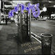 Spin Doctors Pocket Full Kryptonite 1 Cd