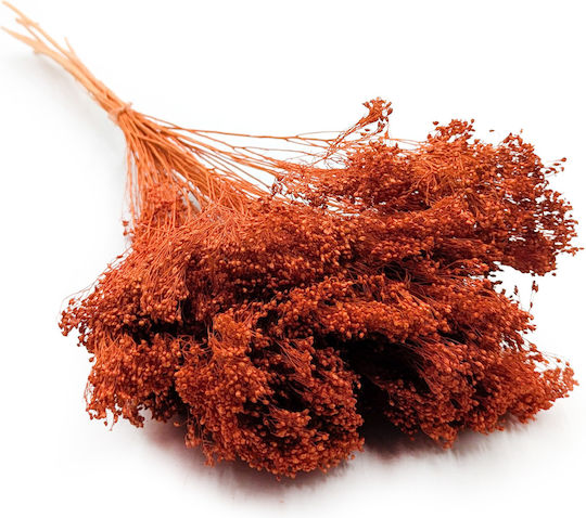 Dried Broom Bloom Broom Dark Terracotta