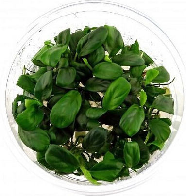 Aquaflora Anubias Barteri Var Nana Bonsai In Vitro Cup