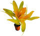 Aquaflora Nidularium Citrinum Pt Plante Acvatice Vii