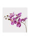 Decorative Potted Plant Orchid Beauty Inart 30x13x46 Cm