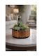 Stewehome Decorative Concrete Pot Cactus Succulents Bonsai Copper Details 15x5x5 Cm