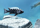 Cynotilapia Zebroides Ndonga Tief 3-4cm