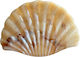 Ro Accessories Κλάμερ Μαλλιών Κοχύλι 9.5cm 02-0375