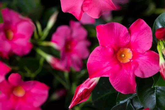 Mandevilla Rio Hot Pink 3lt Pflanzen Mandevilla Rio Hot Pink 3lt Pflanzen
