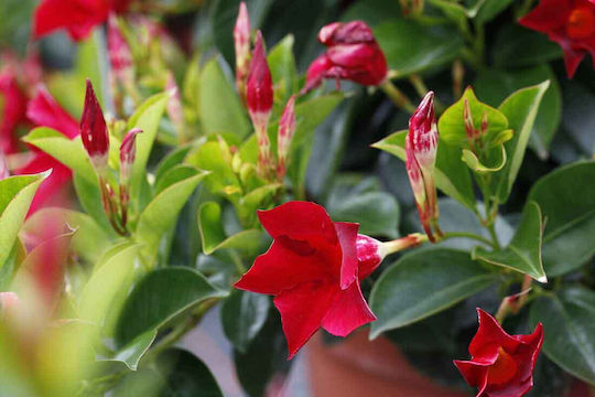 Mandevilla Rio 'deep Red' 3lt
