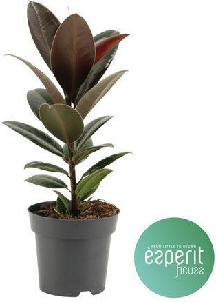 Φίκος Ficus Elastica Melany Xl