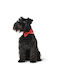 Кожен Ошийник с Папийон Hunter Paris