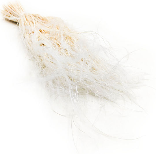 Iarbă Stipa Pennata Uscată Decolorată