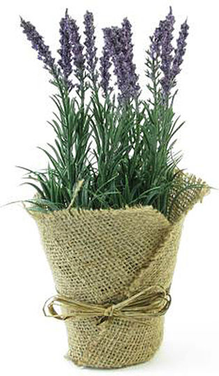 Lavender in Pot 28cm Zaros