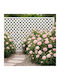 Spalier Für Garten in Weiß Farbe 240x120cm