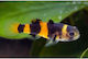 Brachygobius Doriae M