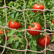 vidaXL Climbing Support Net for Plants