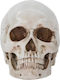 Skull Head Medical Training Manikin