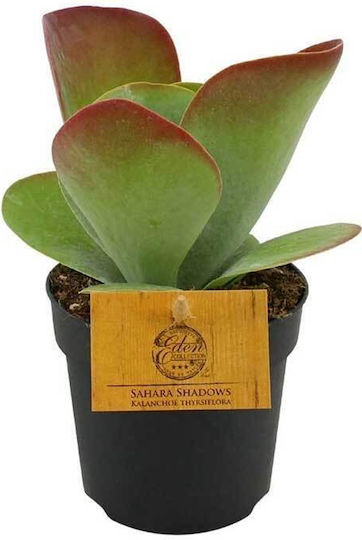 Kalanchoe Sahara Shadows 10,5cm
