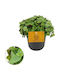 Callisia Repens 'turtle' 12cm