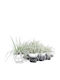 Carex 'evergold' 10.5cm