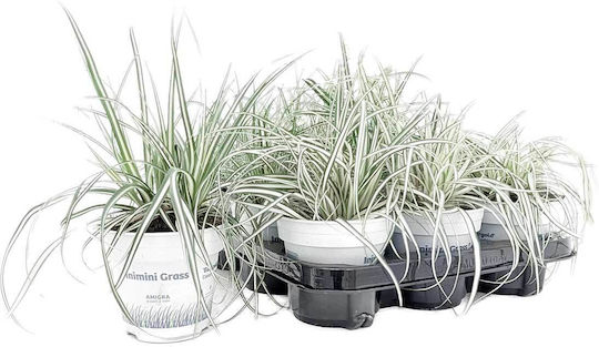 Carex Evergold 10.5cm