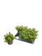 Sedum Kamtschaticum 12cm
