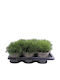 Pinus Mugo Pumilio 17cm