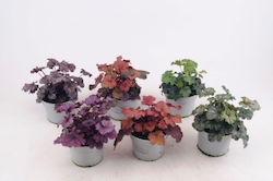 Aquariendekorationen Heuchera D13 H20
