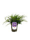 Juniperus Communis 'repanda' 15cm