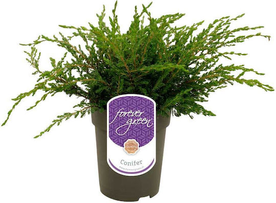 Juniperus Communis 'repanda' 15cm