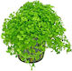 Stoffels Micranthemum Tweediei
