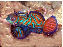 Pterosynchiropus Splendidus M