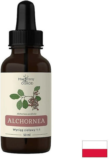 Skin Care Alchornea Cordifolia Tincture 50 Ml