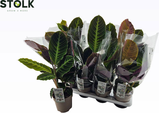 Calathea Warscewiczii