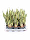 Σανσεβιέρια Sansevieria Trif Laurentii