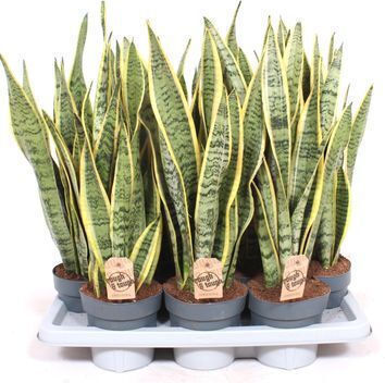 Σανσεβιέρια Sansevieria Trif Laurentii