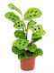 Maranta Leuc Kerchoveana