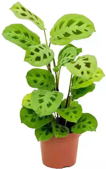 Μαράντα Maranta Leuc Kerchoveana