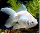 Carassius Auratus White 5/6
