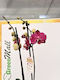Phalaenopsis Mf Cranberry Crush 2 Stiele