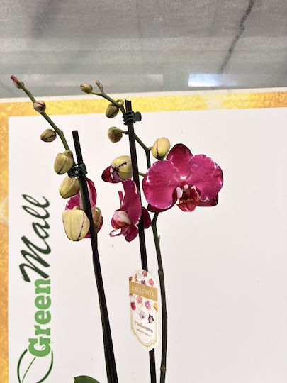 Phalaenopsis Mf Cranberry Crush 2 Stiele