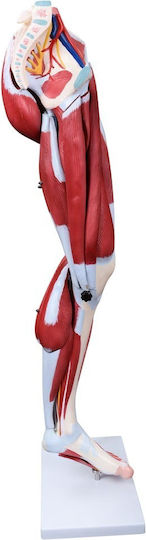 Medical Training Manikin Appendages & Joints Detachable