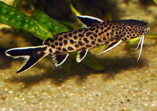 Live Aquarium Fish Lf African Catfish Synodontis Petricola Catfish M 10 Cm