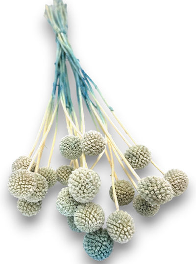 Buchet Bile Uscate Ciel 20 Ramuri Decorative Flori Uscate 55cm L122s Riniotis Rin-l122s