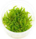 Stoffels Pogostemon Helferi In-vitro