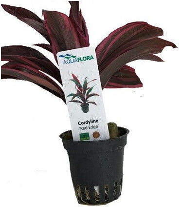 Aquaflora Cordyline Red Edge Pt