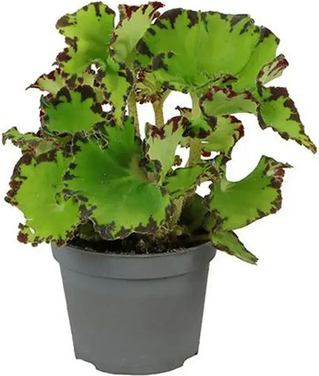Begonia Magic Colours Jive Ø6 Cm