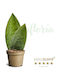Sansevieria Masoniana 'whale Fin' Ø6 Cm